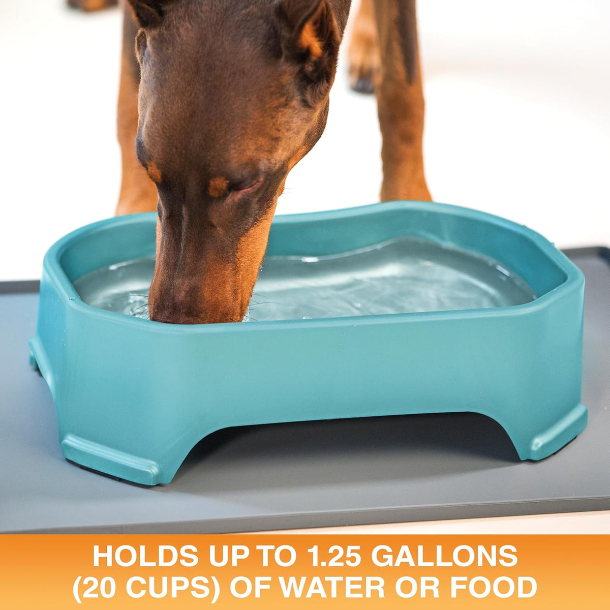 Neater Pet Brands Big Bowl – Cuenco de agua extragrande para perros (c...